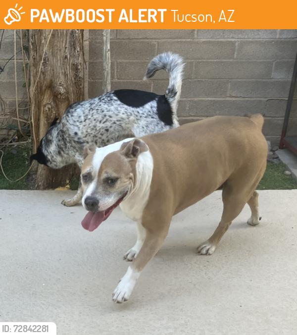 Found/Stray Female Dog last seen Pantano River Park on Sahuara north of Grant, Tucson, AZ 85715