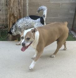 Found/Stray Female Dog last seen Pantano River Park on Sahuara north of Grant, Tucson, AZ 85715
