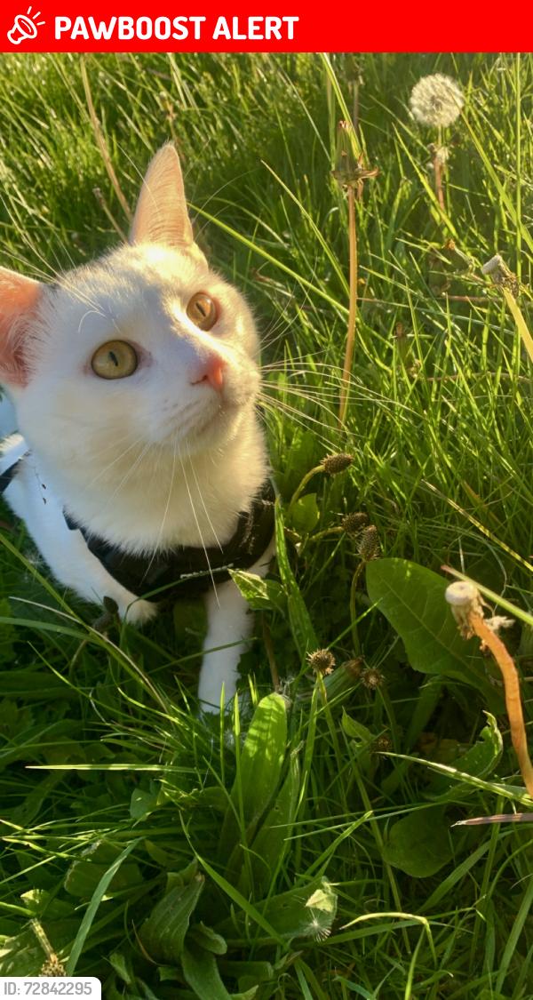 Lost Male Cat last seen sheffield road, Derbyshire, England S41