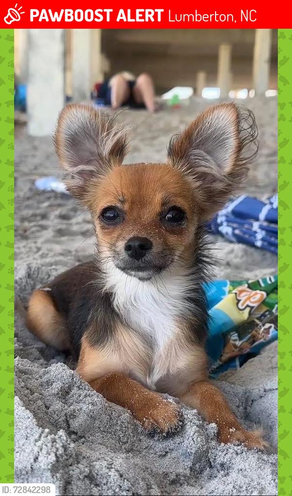 Lost Female Dog last seen My hse is near the lake, Lumberton, NC 28358
