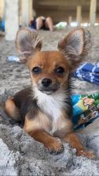 Lost Female Dog last seen My hse is near the lake, Lumberton, NC 28358