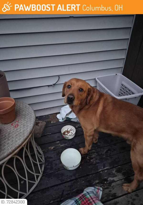 Found/Stray Male Dog last seen Indianola Ave and Kelso Rd, Columbus, OH 43202