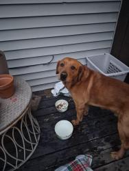 Found/Stray Male Dog last seen Indianola Ave and Kelso Rd, Columbus, OH 43202