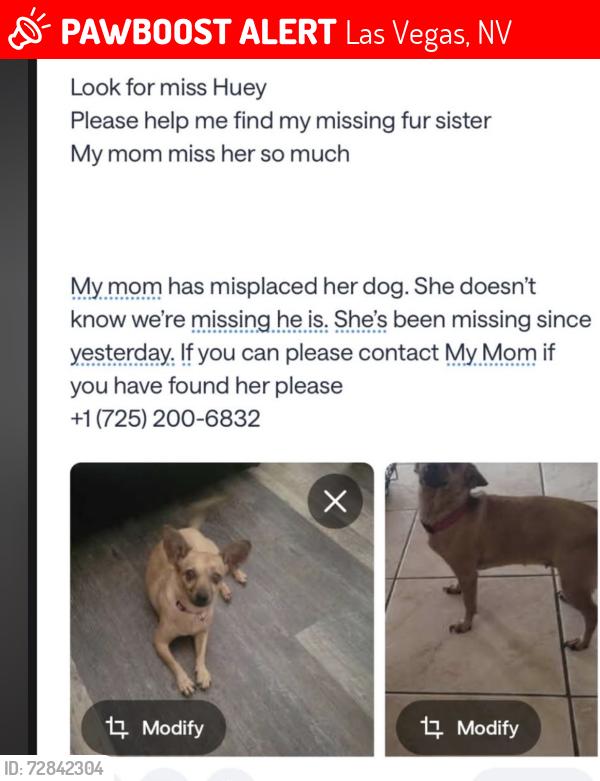 Lost Female Dog last seen dorrell & revere in Tule Springs area , Las Vegas, NV 89131