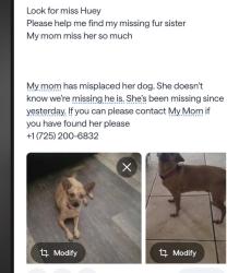 Lost Female Dog last seen dorrell & revere in Tule Springs area , Las Vegas, NV 89131