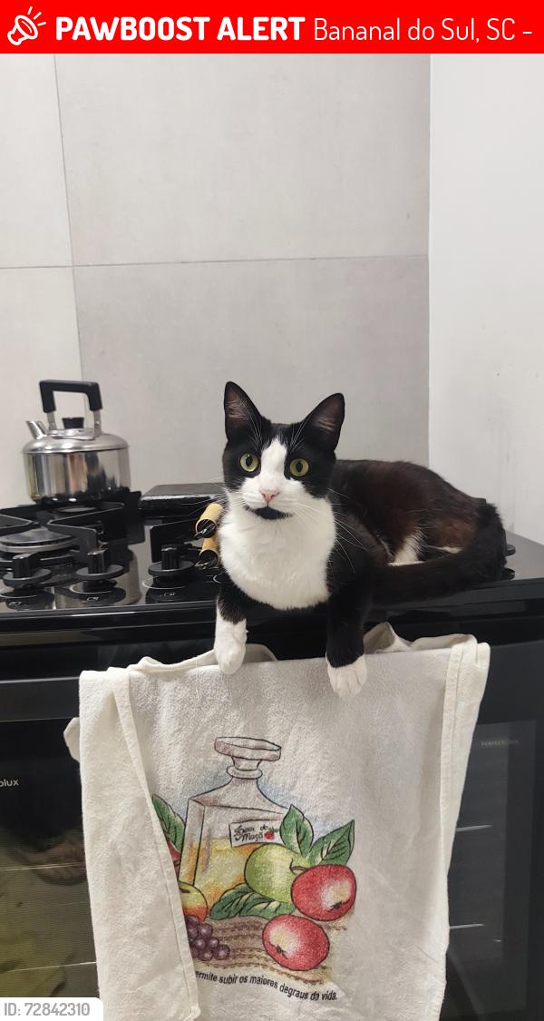 Lost Female Cat last seen estrada ban sul , Bananal do Sul, SC 89270-000
