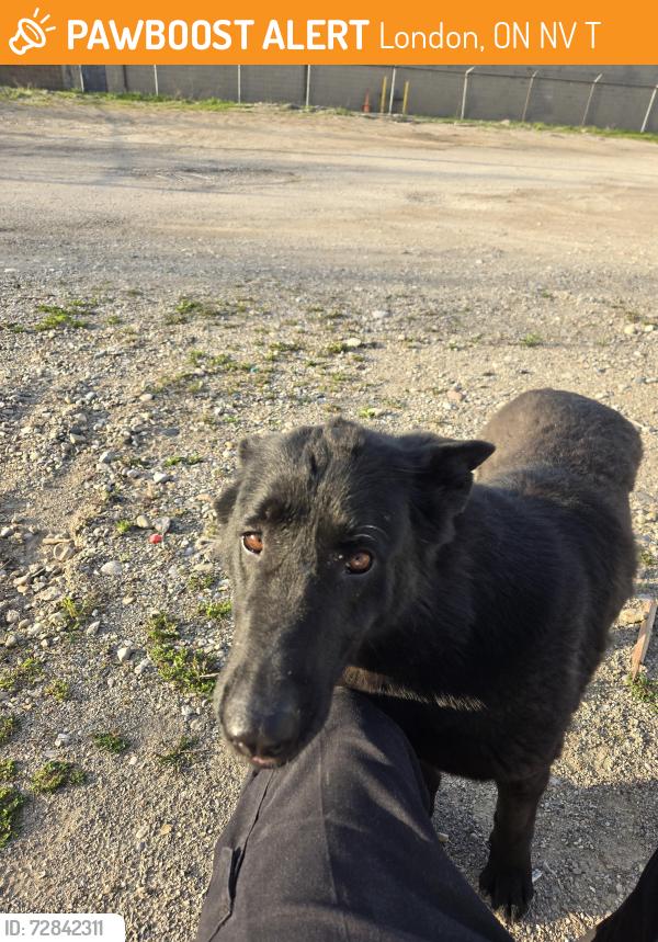 Found/Stray Female Dog last seen Dundas and veterans , London, ON N5V 1T6