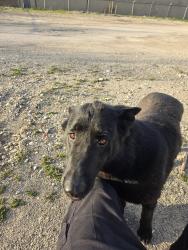 Found/Stray Female Dog last seen Dundas and veterans , London, ON N5V 1T6