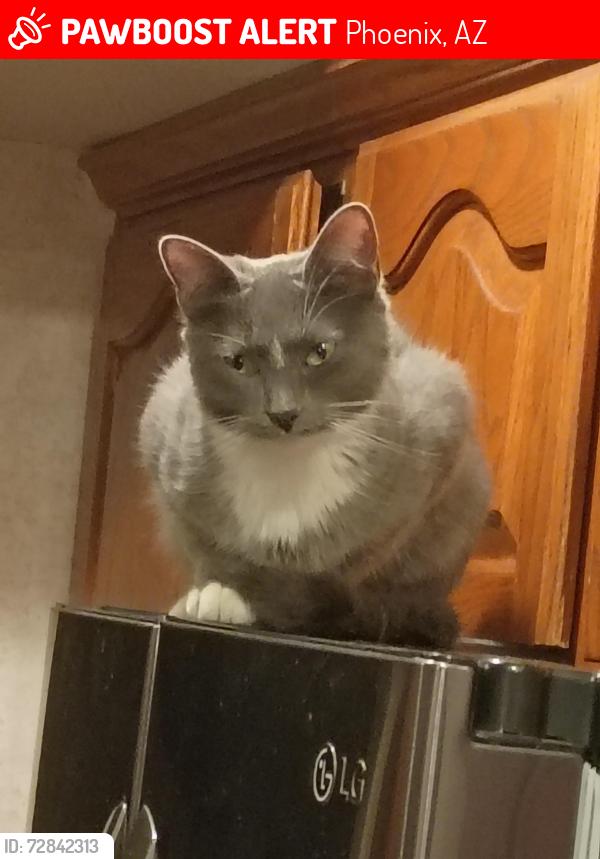 Lost Female Cat last seen Paradise ln 15th st, Phoenix, AZ 85022