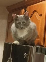 Lost Female Cat last seen Paradise ln 15th st, Phoenix, AZ 85022