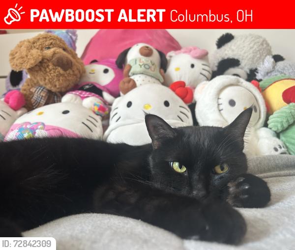 Lost Male Cat last seen Island Club apmts nearby West Case Rd, Dierker Rd and Bethel Rd, Columbus, OH 43235