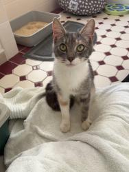 Found/Stray Female Cat last seen James Ruse Agricultural High School , Carlingford, NSW 2118