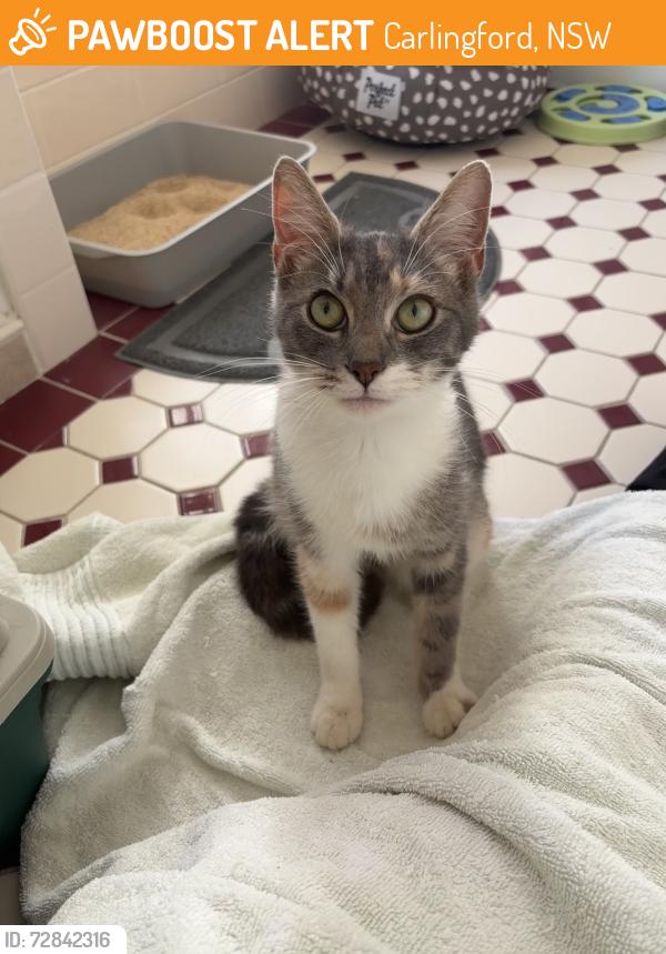 Found/Stray Female Cat last seen James Ruse Agricultural High School , Carlingford, NSW 2118