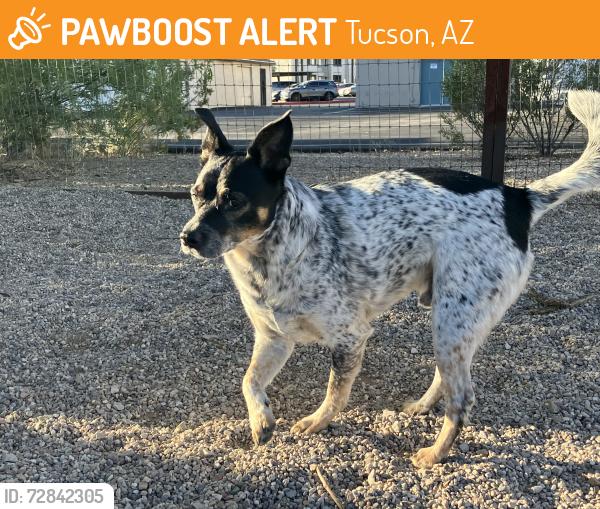 Found/Stray Male Dog last seen Sahuara north of Grant, Tucson, AZ 85715