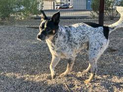 Found/Stray Male Dog last seen Sahuara north of Grant, Tucson, AZ 85715