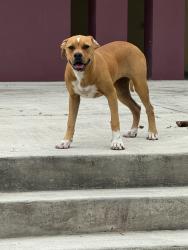 Found/Stray Female Dog last seen At Horace Mann middle school in el portal , Miami, FL 33150