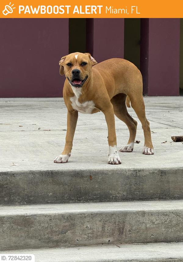 Found/Stray Female Dog last seen At Horace Mann middle school in el portal , Miami, FL 33150