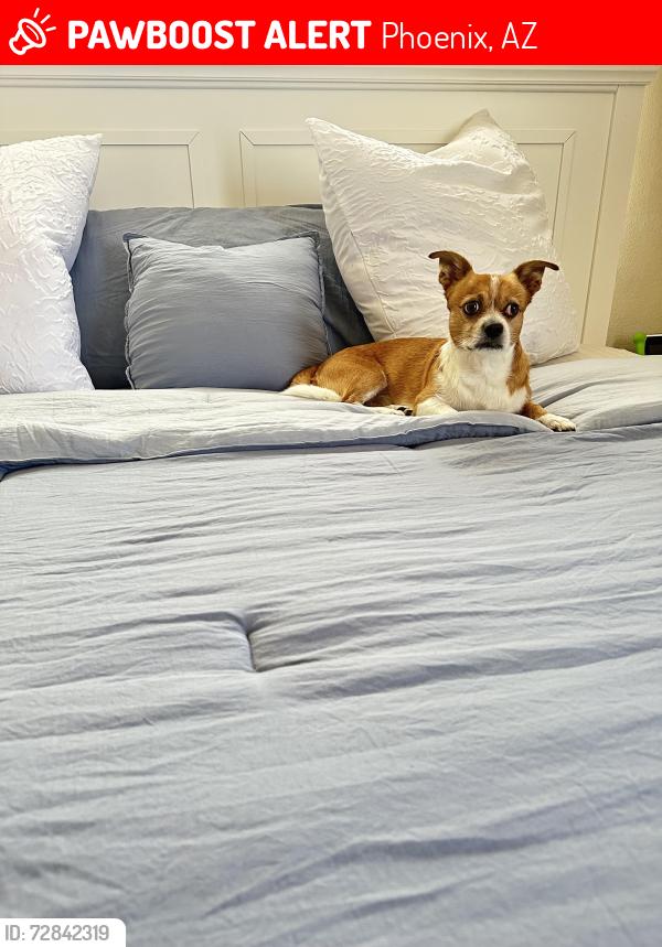 Lost Male Dog last seen 16th st and Roosevelt , Phoenix, AZ 85006