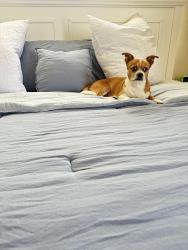 Lost Male Dog last seen 16th st and Roosevelt , Phoenix, AZ 85006