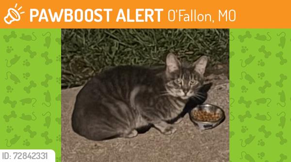 Found/Stray Male Cat last seen Mexico rd, O'Fallon, MO 63366