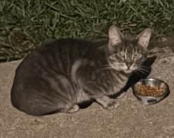 Found/Stray Male Cat last seen Mexico rd, O'Fallon, MO 63366
