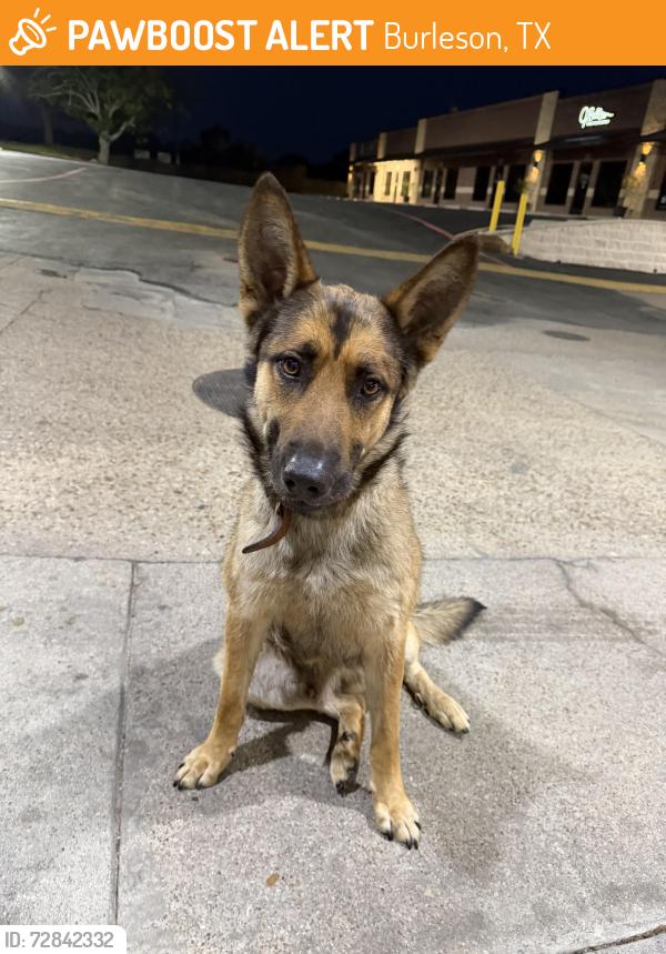 Found/Stray Male Dog last seen Spinks airport, Burleson, TX 76028