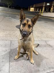 Found/Stray Male Dog last seen Spinks airport, Burleson, TX 76028
