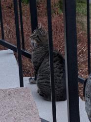 Found/Stray Male Cat last seen 66th and Danube, Denver, CO 80249