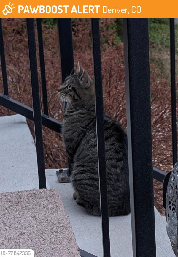 Found/Stray Male Cat last seen 66th and Danube, Denver, CO 80249