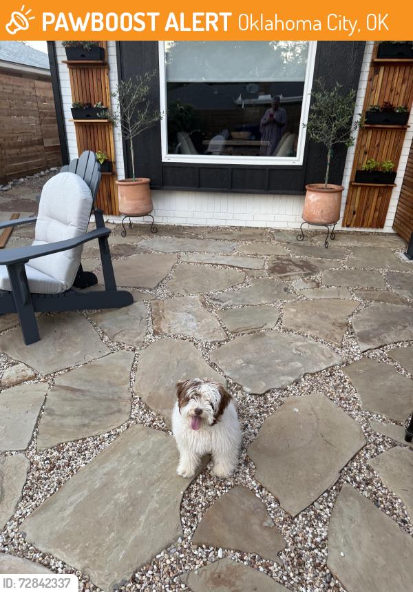 Found/Stray Female Dog last seen Harvest Hills Rd/NW 101st St, Oklahoma City, OK 73162