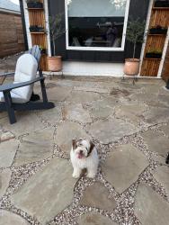 Found/Stray Female Dog last seen Harvest Hills Rd/NW 101st St, Oklahoma City, OK 73162