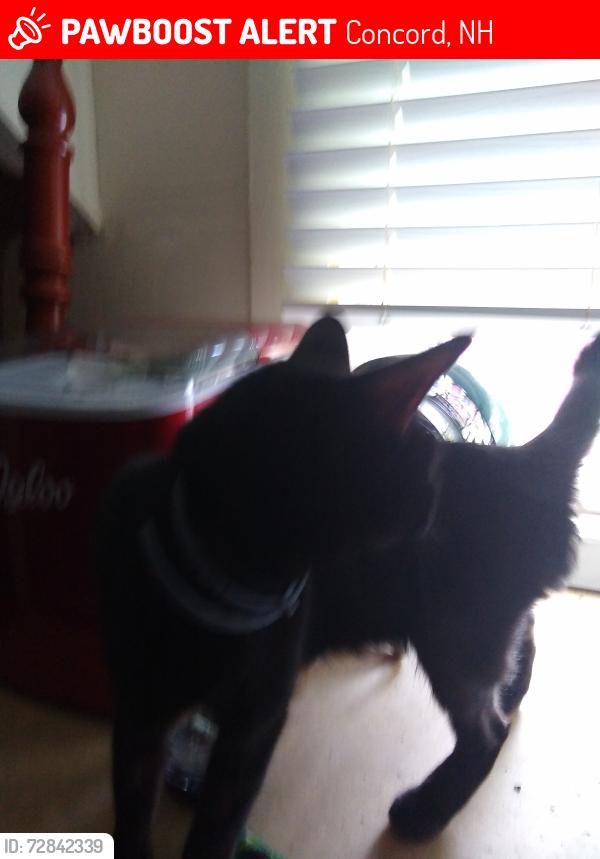 Lost Female Cat last seen Spruce and Allison , Concord, NH 03301