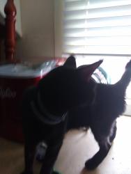 Lost Female Cat last seen Spruce and Allison , Concord, NH 03301