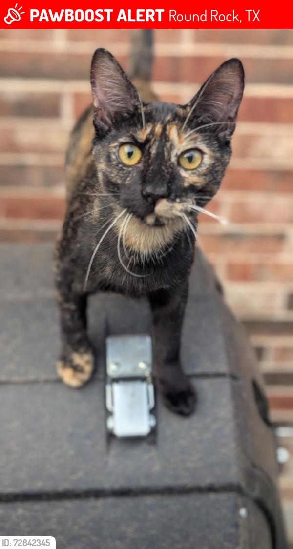 Lost Female Cat last seen Ridgefield Loop, Round Rock , Round Rock, TX 78665