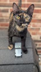 Lost Female Cat last seen Ridgefield Loop, Round Rock , Round Rock, TX 78665