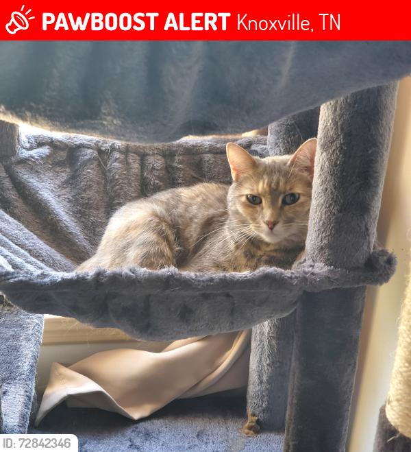 Lost Female Cat last seen Chestnut Hill Subdivision on Birch Run Lane, Knoxville, TN 37919