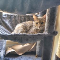 Lost Female Cat last seen Chestnut Hill Subdivision on Birch Run Lane, Knoxville, TN 37919