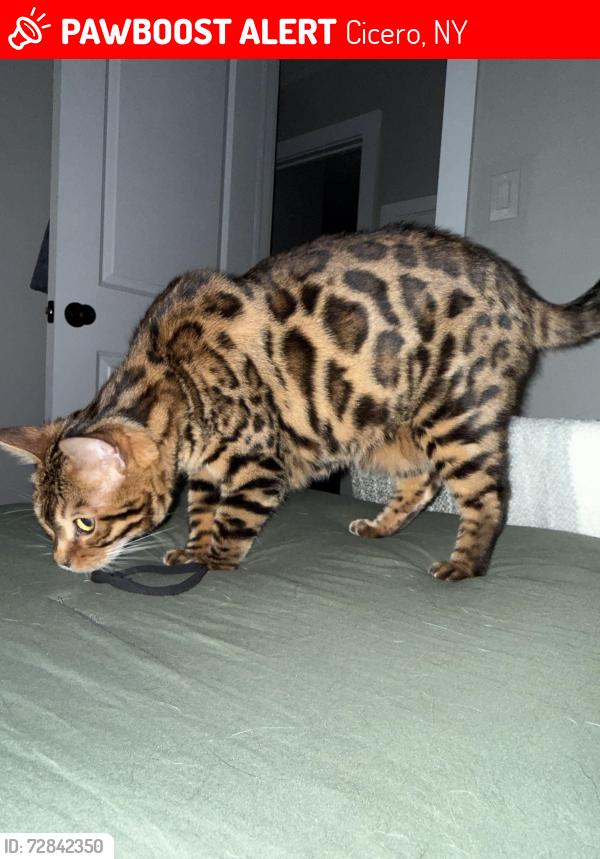 Lost Male Cat last seen Lakeshore road, Cicero, NY 13039