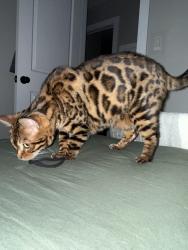 Lost Male Cat last seen Lakeshore road, Cicero, NY 13039