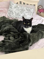 Reunited Male Cat last seen Clapboard Ridge Rd. , Kohanza& Cowperthwaite Street, Danbury, CT 06811