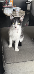 Lost Male Cat last seen Sydenham Hill station , Greater London, England 
