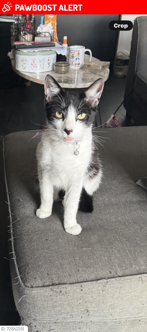 Lost Male Cat last seen Sydenham Hill station , Greater London, England 