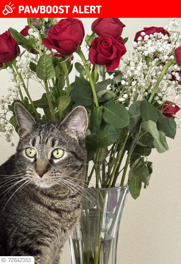 Lost Male Cat last seen Dimick, West Chester Township, OH 45069