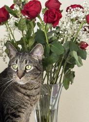 Lost Male Cat last seen Dimick, West Chester Township, OH 45069