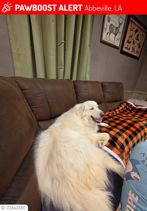 Lost Female Dog last seen Romules road, Vermilion Parish, LA 70510