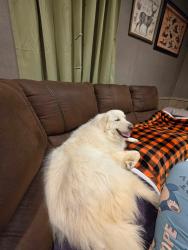 Lost Female Dog last seen Romules road, Vermilion Parish, LA 70510