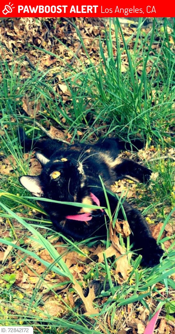 Lost Female Cat last seen Near Santa Monica Blvd. And Commonwealth, Los Angeles, CA 90029