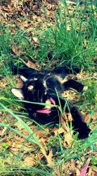 Lost Female Cat last seen Near Santa Monica Blvd. And Commonwealth, Los Angeles, CA 90029