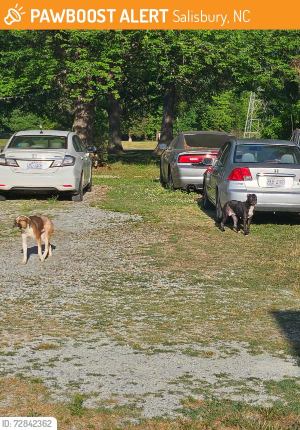 Found/Stray Unknown Dog last seen Carolina mattress store , Salisbury, NC 28146