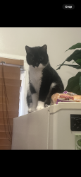 Lost Female Cat last seen W Muhammad Ali blvd, Louisville, KY 40203